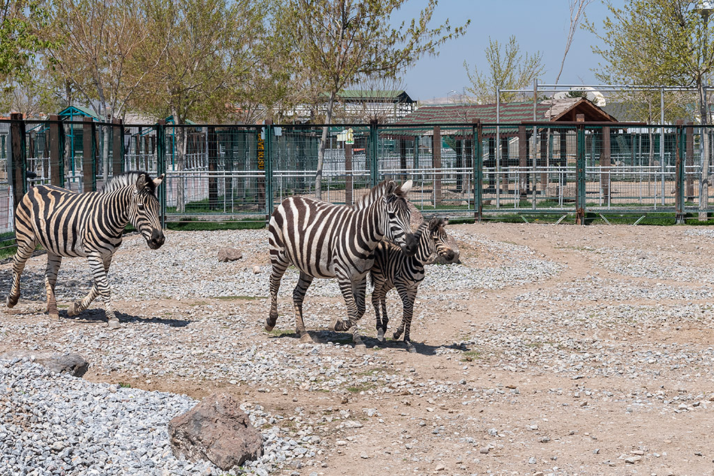 17.04.2020 - Başkan Memduh Büyükkılıç Hayvanat Bahçesini Ziyaret Etti, Yeni Doğan Zebra Hakkında Açıklama Yaptı
